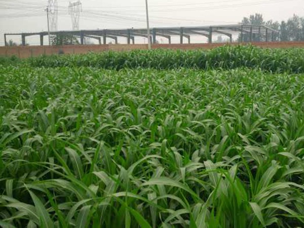 飼草甜高粱可以割幾茬,畝產(chǎn)量多少 飼草甜高粱可以割幾茬,畝產(chǎn)量多少
