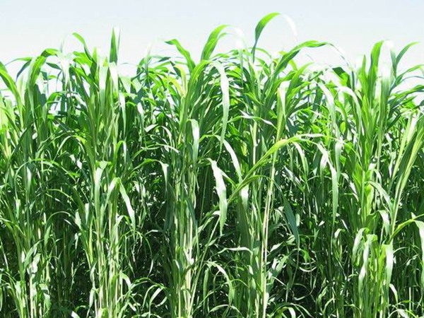 飼草甜高粱能養鵝,喂養方式是什么 飼草甜高粱能養鵝,喂養方式是什么