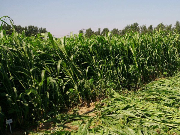 飼草高粱與玉米青飼的區(qū)別 飼草高粱與玉米青飼的區(qū)別