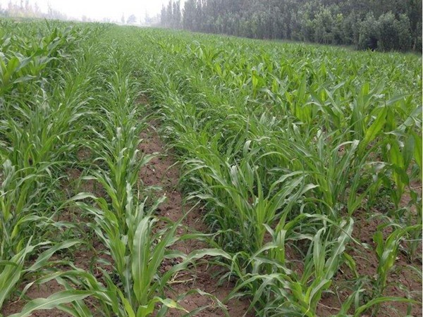 飼草高粱與玉米青飼的區(qū)別 飼草高粱與玉米青飼的區(qū)別