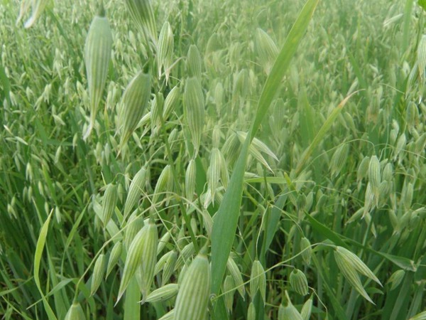 飼草型燕麥產(chǎn)量,如何提高畝產(chǎn)量 飼草型燕麥產(chǎn)量,如何提高畝產(chǎn)量