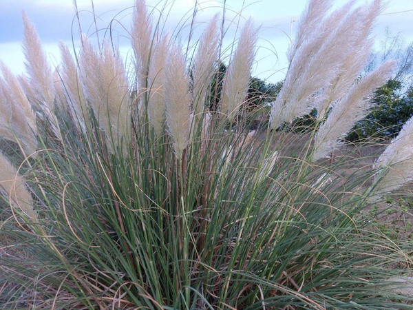 喂養牛的飼草有哪些 喂養牛的飼草有哪些
