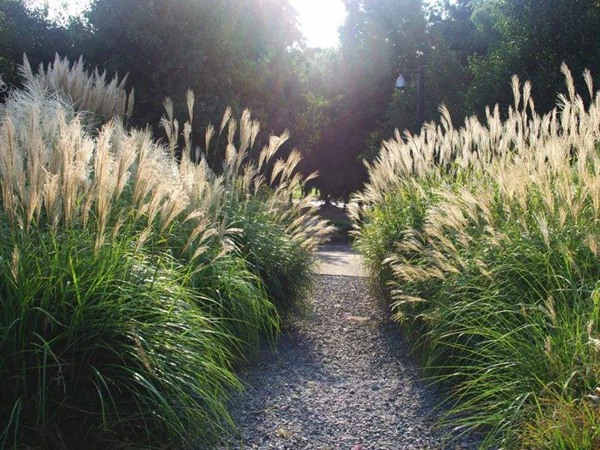 喂養牛的飼草有哪些 喂養牛的飼草有哪些