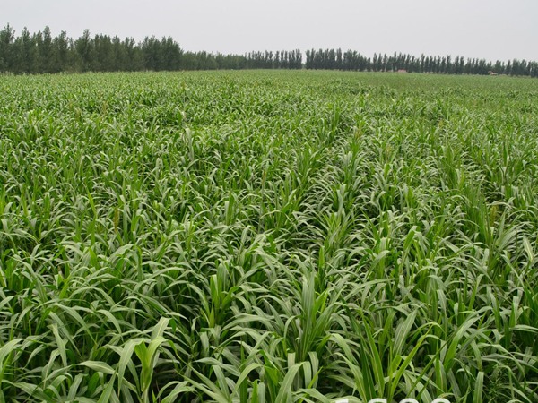 養20只羊用多少畝飼草,用什么品種的飼草 養20只羊用多少畝飼草,用什么品種的飼草