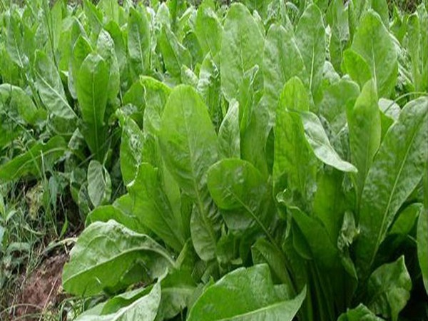 喂羊用什么飼草好，為什么