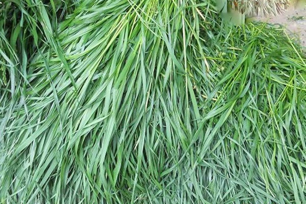 適合在廣東種植的飼草,如何種植 適合在廣東種植的飼草,如何種植