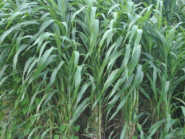 大力士甜高粱 大力士甜高粱