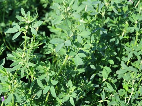 梅花鹿飼草有哪些,高產技巧有哪些 梅花鹿飼草有哪些,高產技巧有哪些