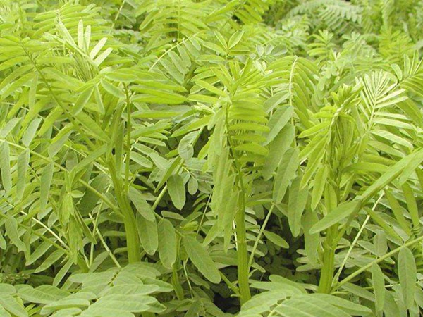 梅花鹿飼草有哪些,高產技巧有哪些 梅花鹿飼草有哪些,高產技巧有哪些