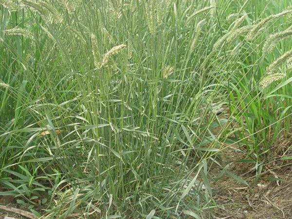 冰草的種植養護技巧和高產技巧