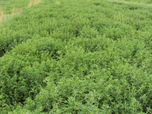 紫花畜牧草 紫花畜牧草