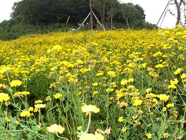 百脈根產(chǎn)量如何,怎樣提高畝產(chǎn)量 百脈根產(chǎn)量如何,怎樣提高畝產(chǎn)量