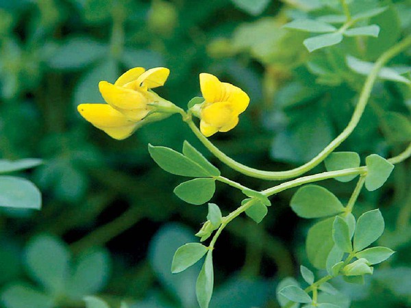 百脈根產(chǎn)量如何,怎樣提高畝產(chǎn)量 百脈根產(chǎn)量如何,怎樣提高畝產(chǎn)量