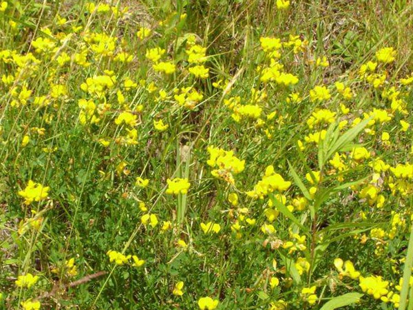 百脈根產(chǎn)量如何,怎樣提高畝產(chǎn)量 百脈根產(chǎn)量如何,怎樣提高畝產(chǎn)量