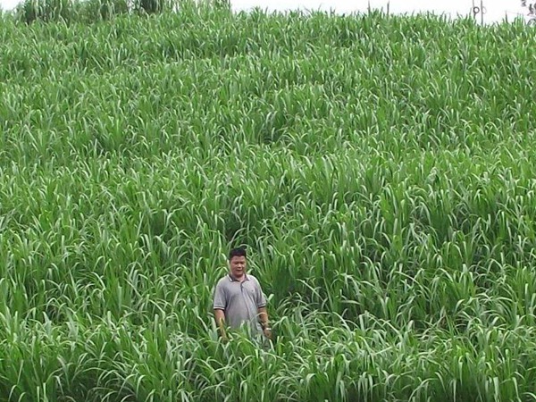一畝皇竹草能養幾頭牛,經濟效益怎么樣 一畝皇竹草能養幾頭牛,經濟效益怎么樣