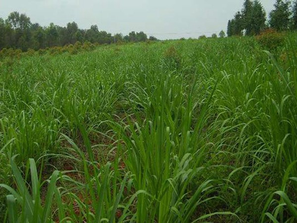 一畝皇竹草能養幾頭牛,經濟效益怎么樣 一畝皇竹草能養幾頭牛,經濟效益怎么樣