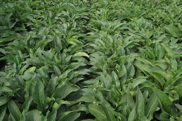 養豬最好的牧草品種,怎樣提高豬肉產量 養豬最好的牧草品種,怎樣提高豬肉產量