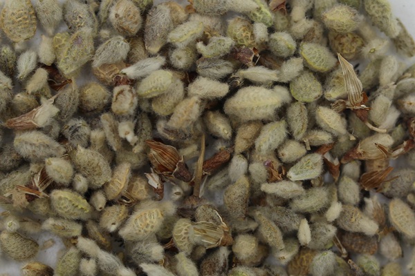 牧草種植前景 常見牧草的栽培技術(shù)與管理 牧草種植前景 常見牧草的栽培技術(shù)與管理