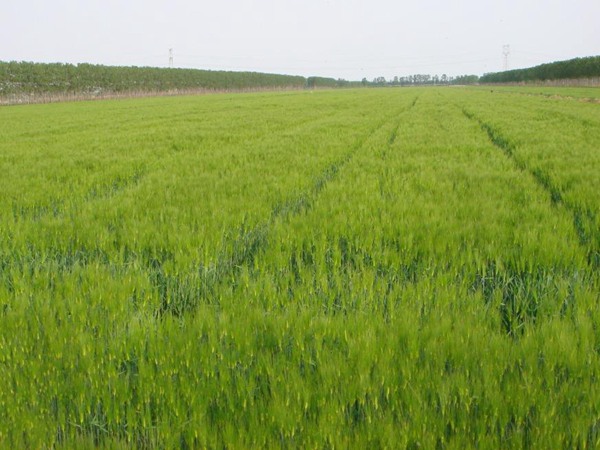 牧草種植前景 常見牧草的栽培技術(shù)與管理 牧草種植前景 常見牧草的栽培技術(shù)與管理