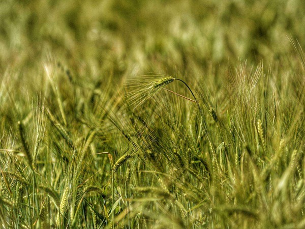 牧草種植一畝掙多少錢，有哪些影響因素