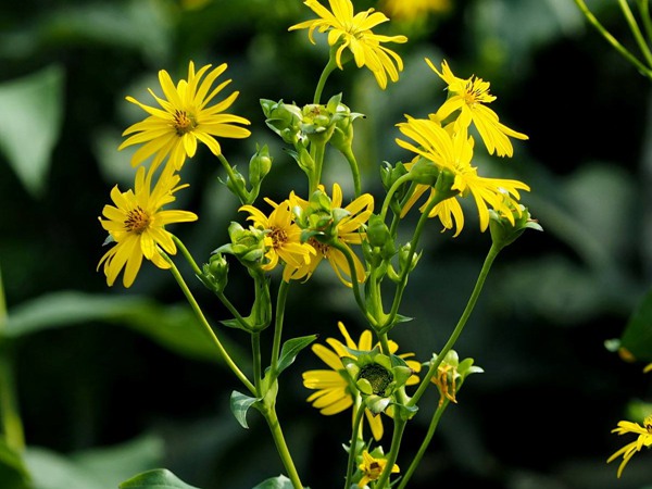 牧草種植一畝掙多少錢，有哪些影響因素