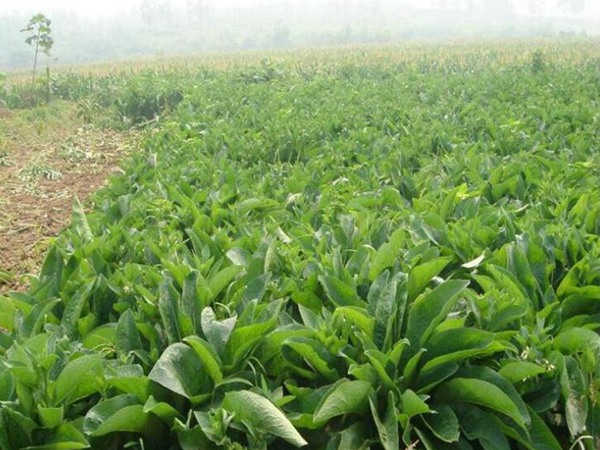 魯梅克斯 魯梅克斯