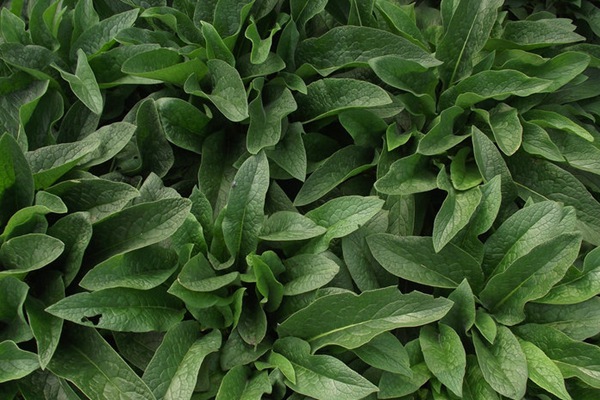 俄羅斯飼料菜 俄羅斯飼料菜