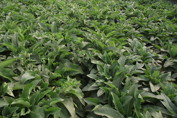 俄羅斯飼料菜種子怎么種? 俄羅斯飼料菜種子怎么種?