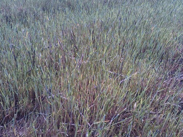 燕麥種子畝播種量多少，種植技巧有哪些