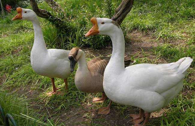 10大養鵝推薦牧草優質高產 10大養鵝推薦牧草優質高產