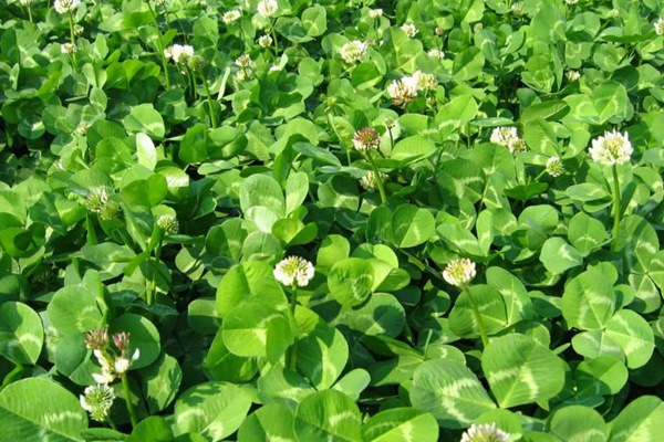 白三葉草 白三葉草