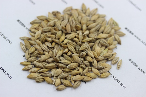 牧草大麥種子 牧草大麥種子