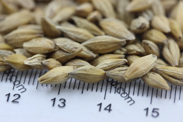 牧草大麥種子 牧草大麥種子