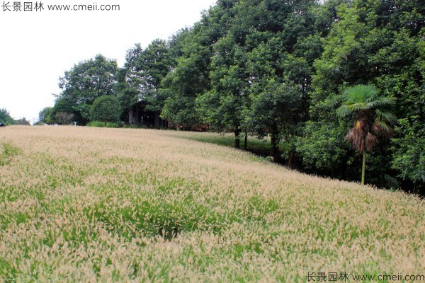 狼尾草圖片 狼尾草圖片