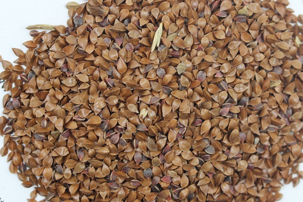 <a href=http://m.jingfengkeji.com/product/118.html target=_blank class=infotextkey>魯梅克斯種子</a> 魯梅克斯種子