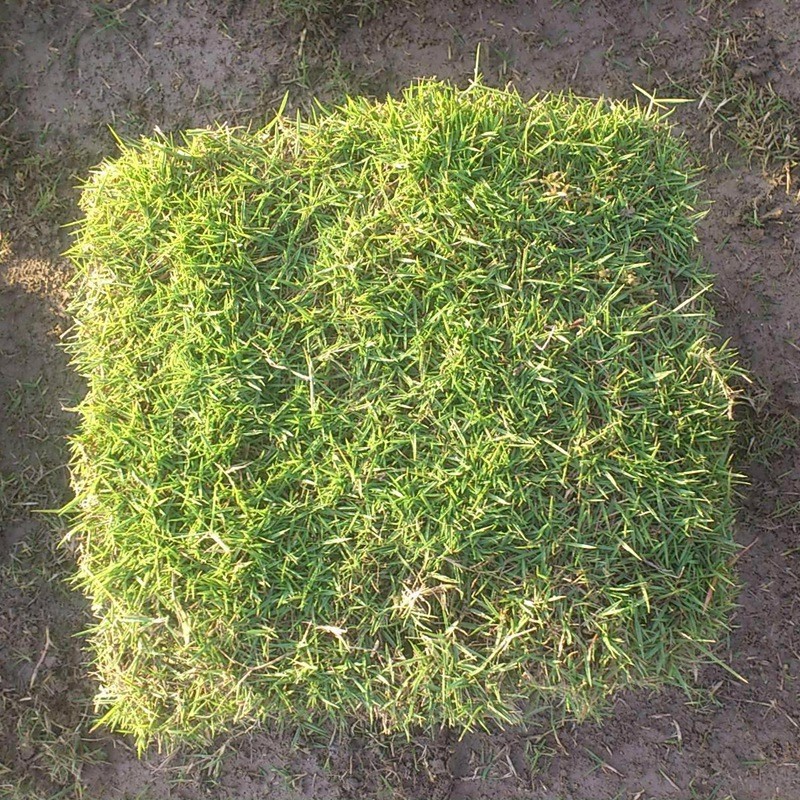 臺(tái)灣草 臺(tái)灣草