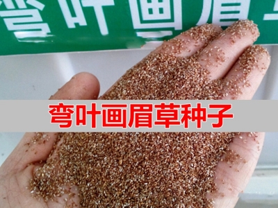彎葉畫眉草種子