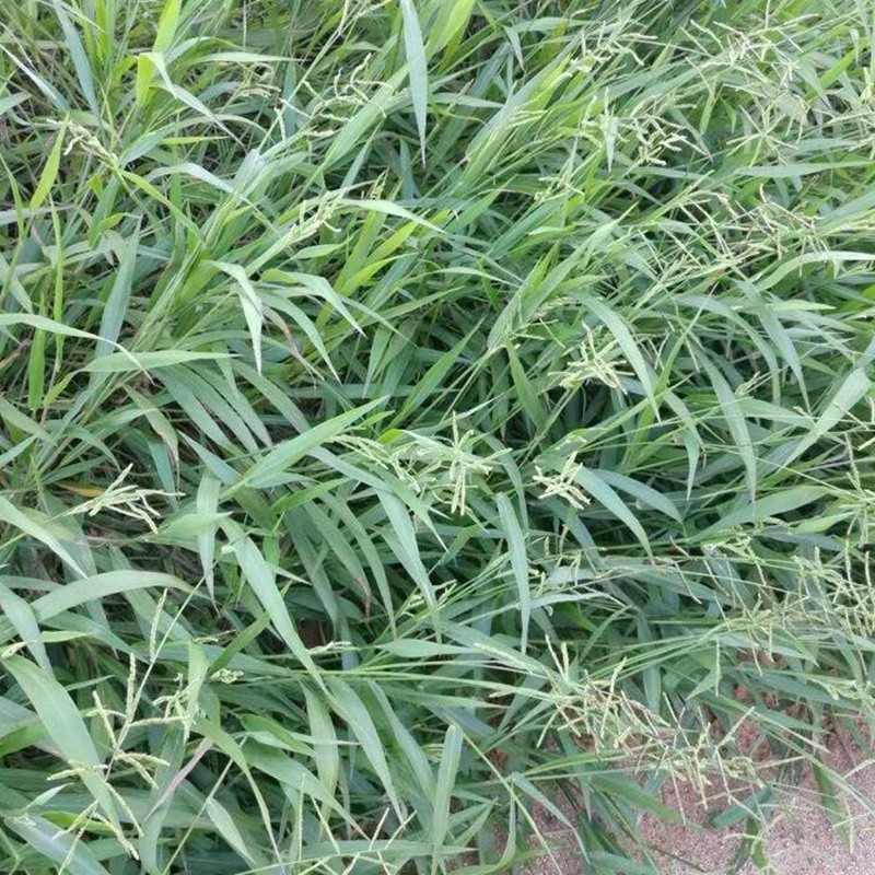 寬葉雀稗 寬葉雀稗