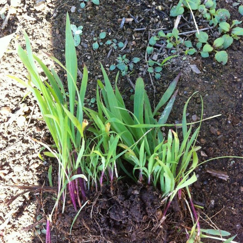 寬葉雀稗 寬葉雀稗