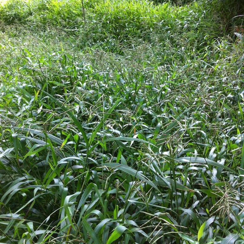 寬葉雀稗 寬葉雀稗