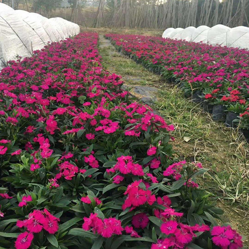 包衣五彩石竹 包衣五彩石竹