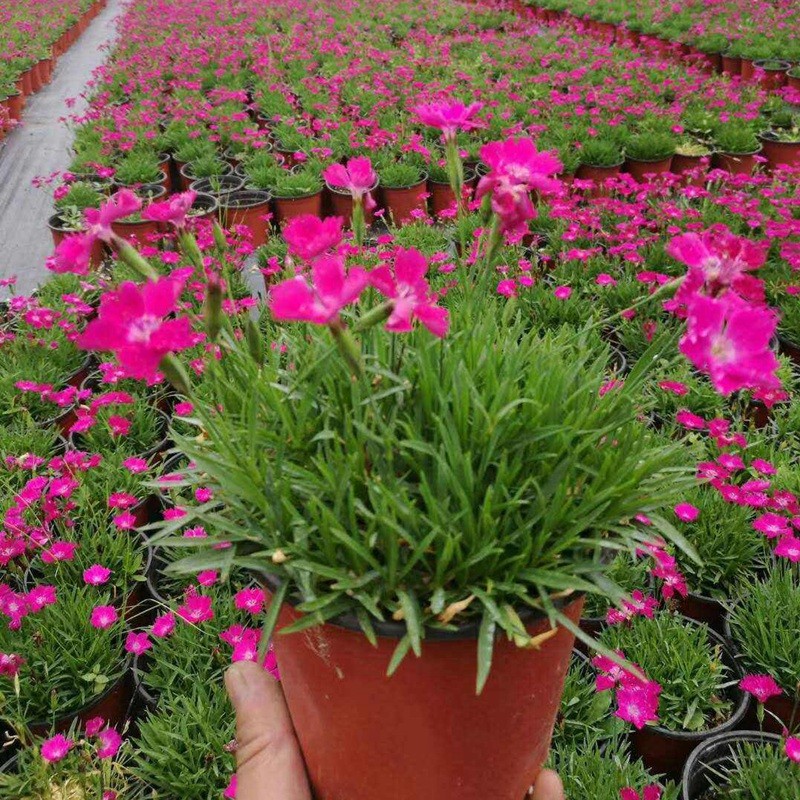 包衣五彩石竹 包衣五彩石竹