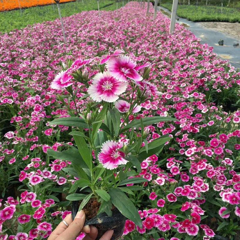 包衣五彩石竹 包衣五彩石竹