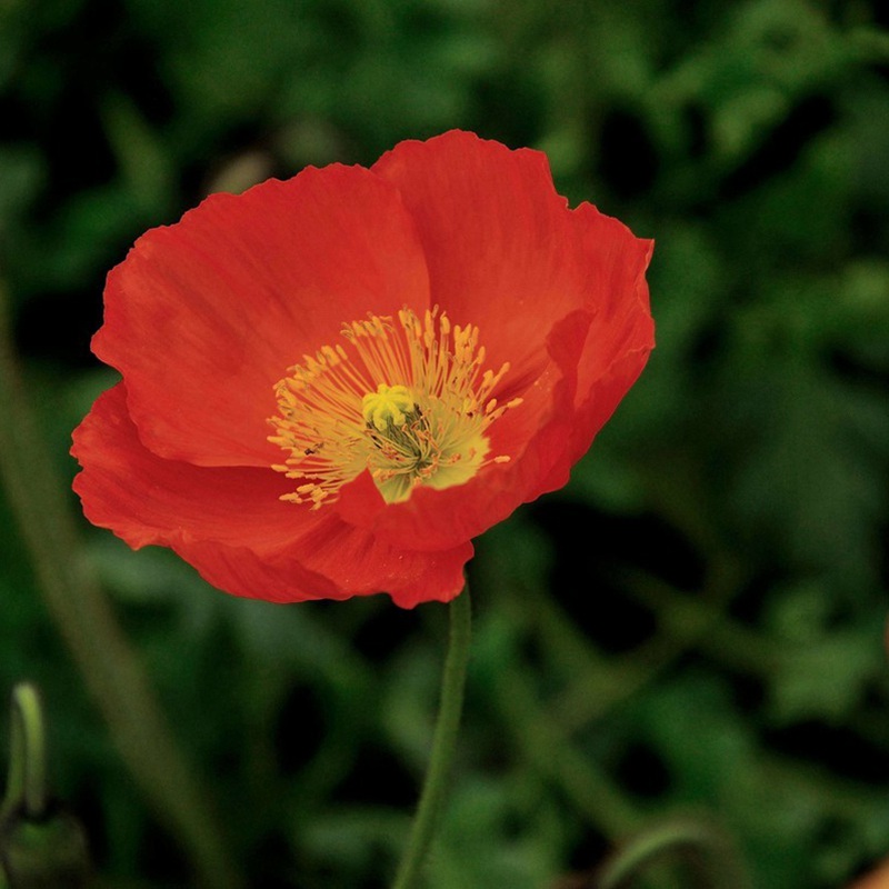 冰島虞美人 冰島虞美人