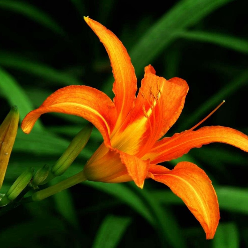 大花萱草 大花萱草