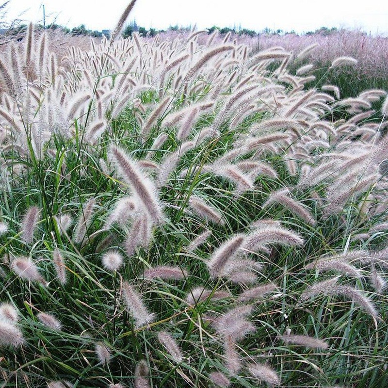 東方狼尾草 東方狼尾草
