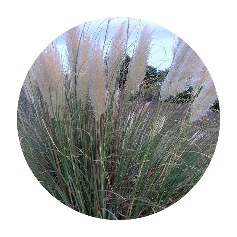 東方狼尾草 東方狼尾草