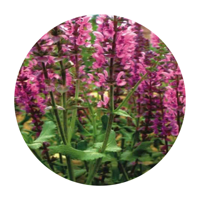 芳香鼠尾草 芳香鼠尾草