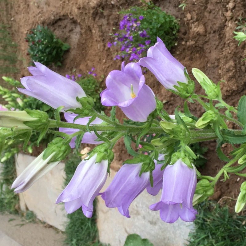 風(fēng)鈴花 風(fēng)鈴花
