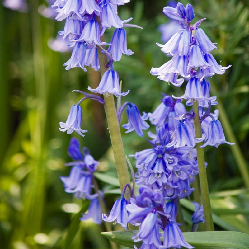 風(fēng)鈴花 風(fēng)鈴花
